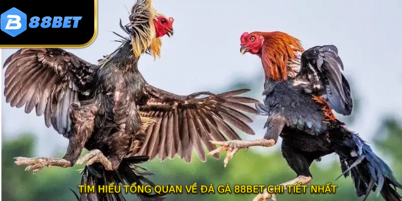 Tìm hiểu tổng quan về đá gà 88BET chi tiết nhất